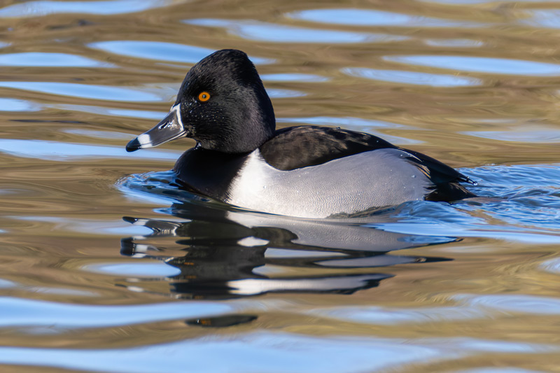 Ring-necked Duck