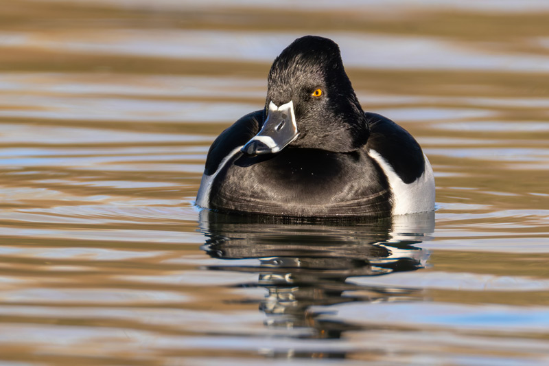 Ring-necked Duck
