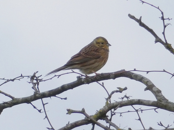 Yellowhammer