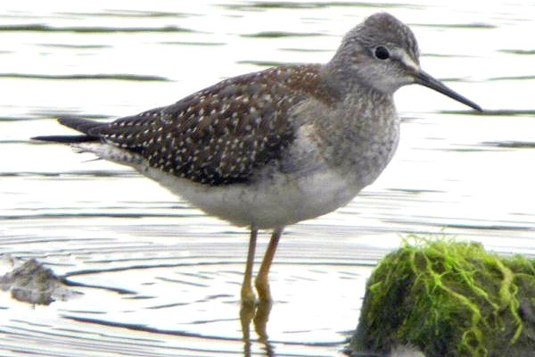 Lesser Yellowlegs