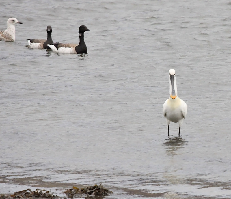 Spoonbill