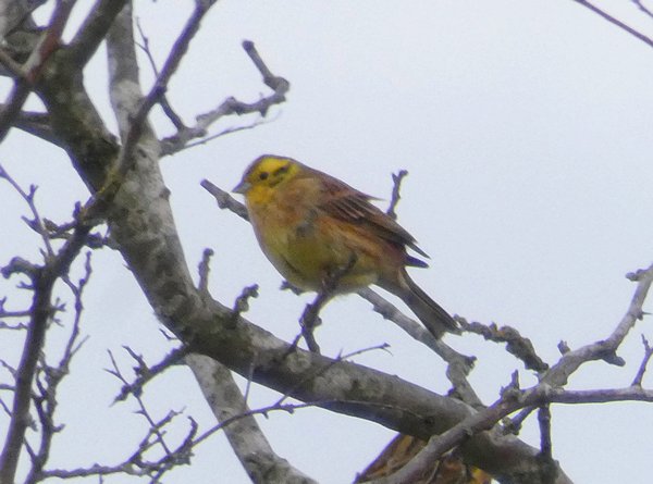Yellowhammer
