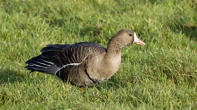 White-fronted Goose