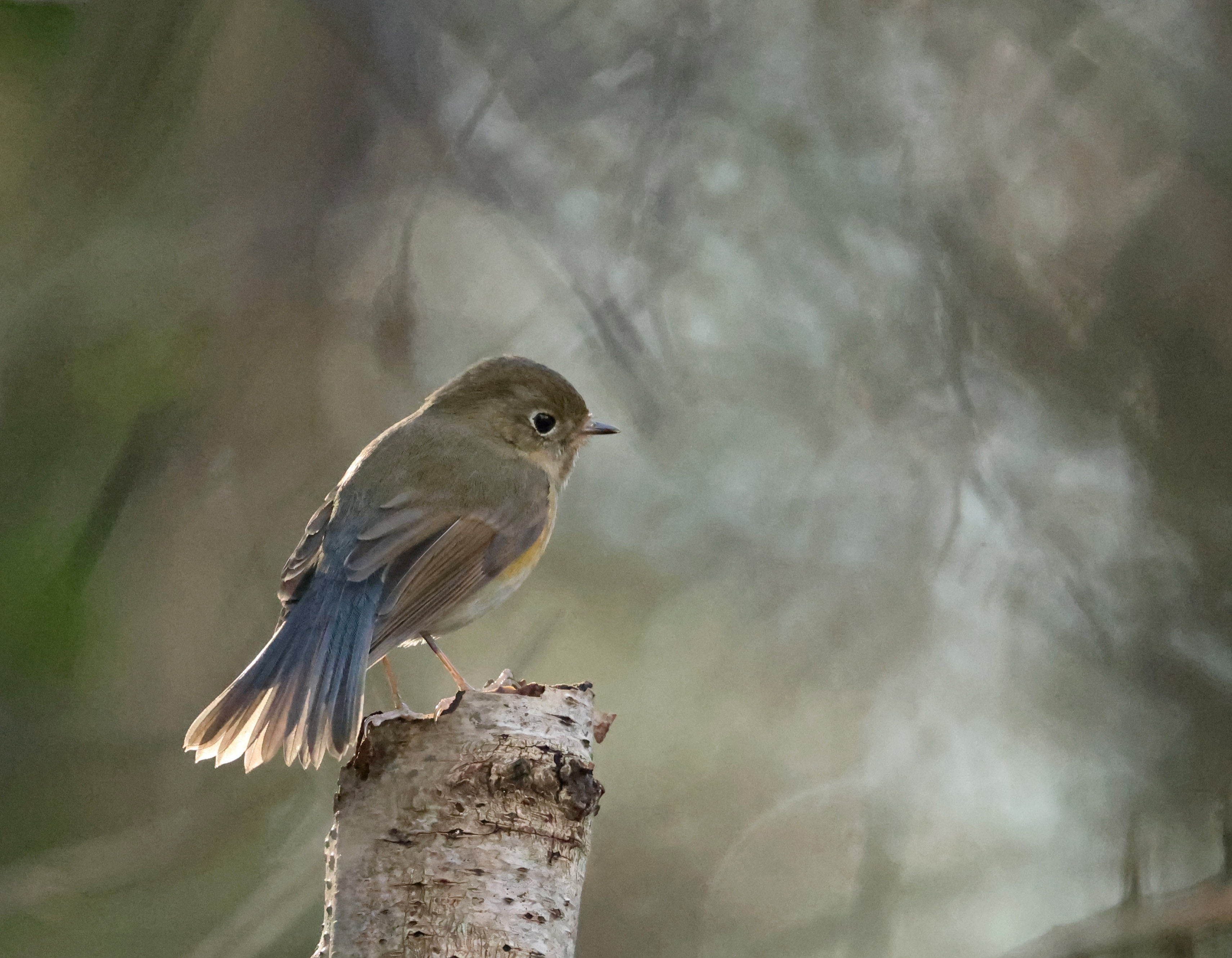 Red-flanked Bluetail
