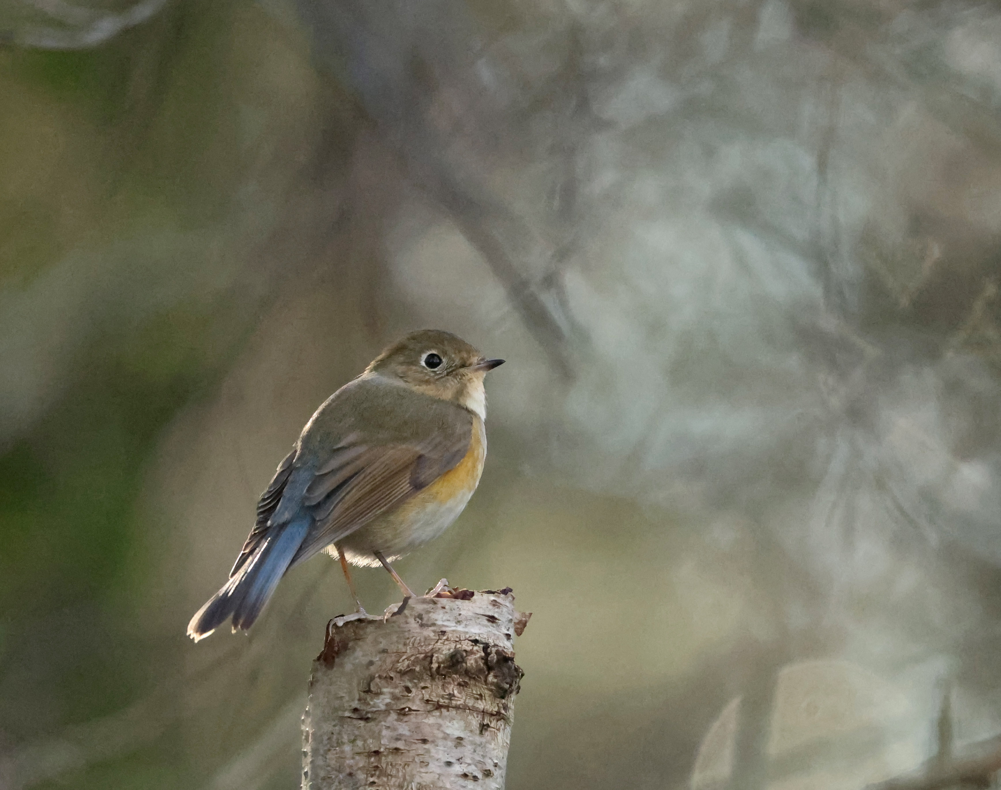 Red-flanked Bluetail