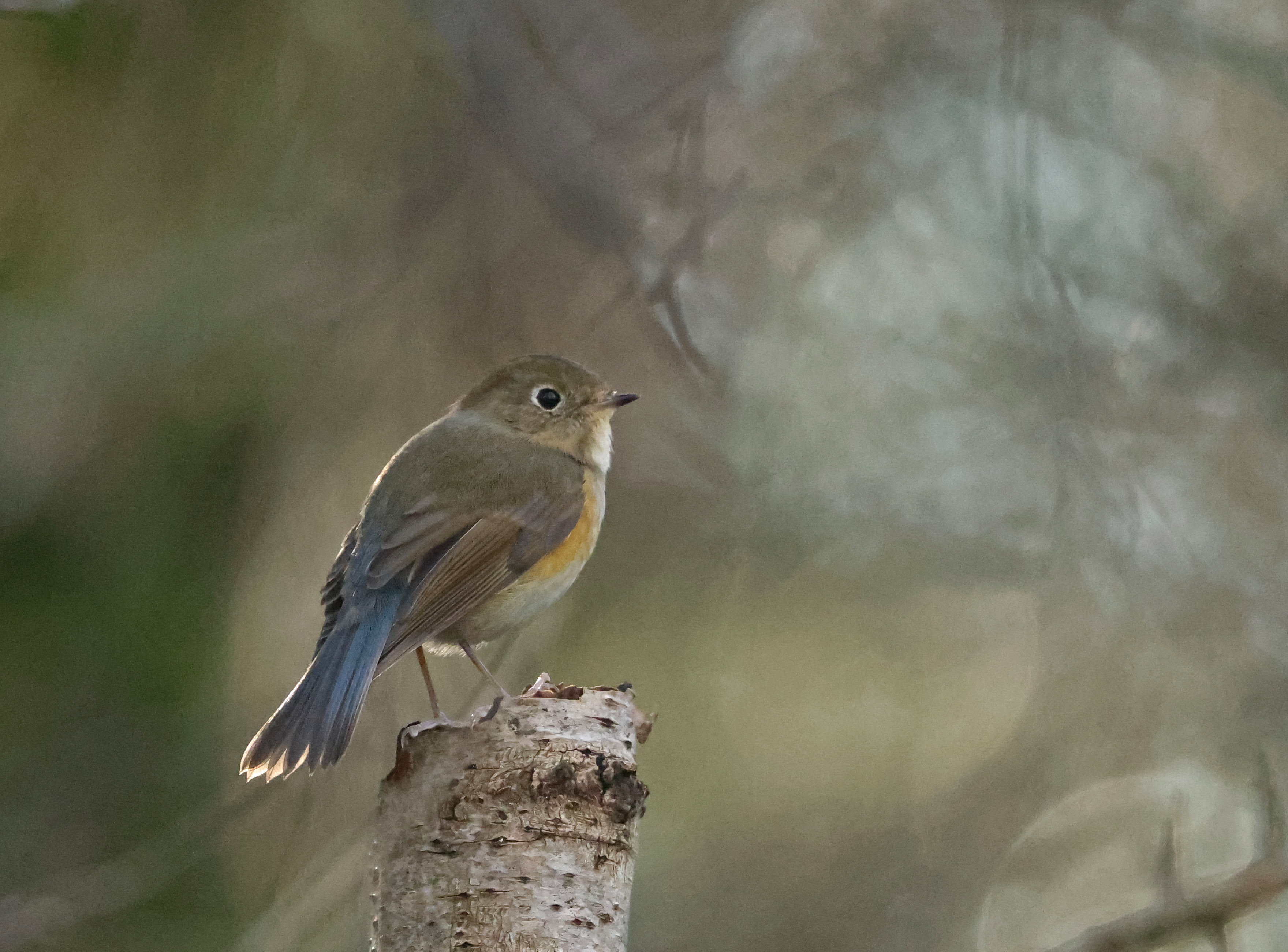 Red-flanked Bluetail