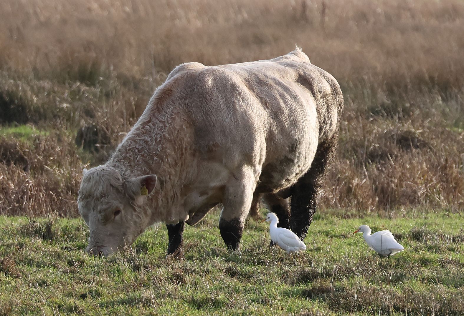 Cattle Egret