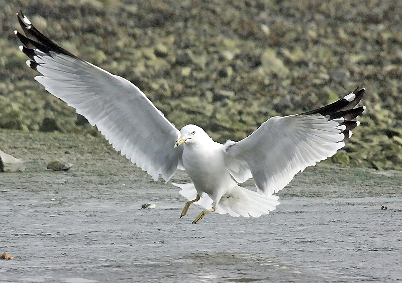 Ring-billed Gull