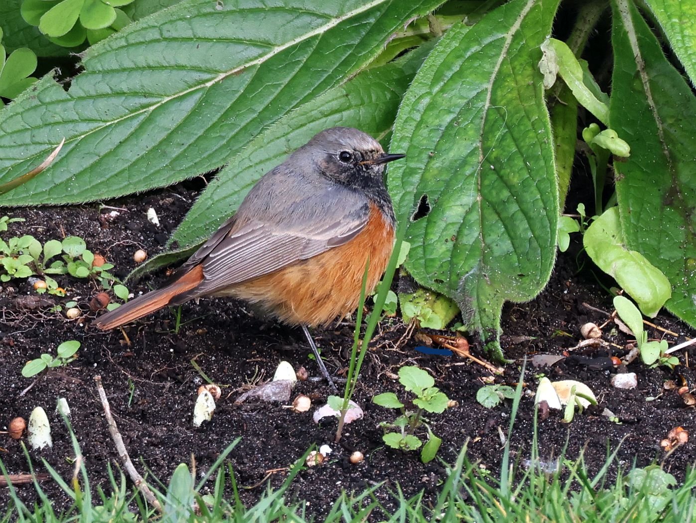 Eastern Black Redstart