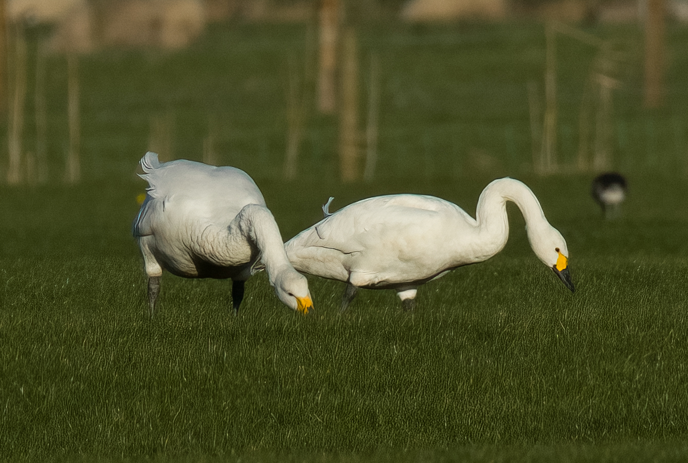 Bewick's Swan