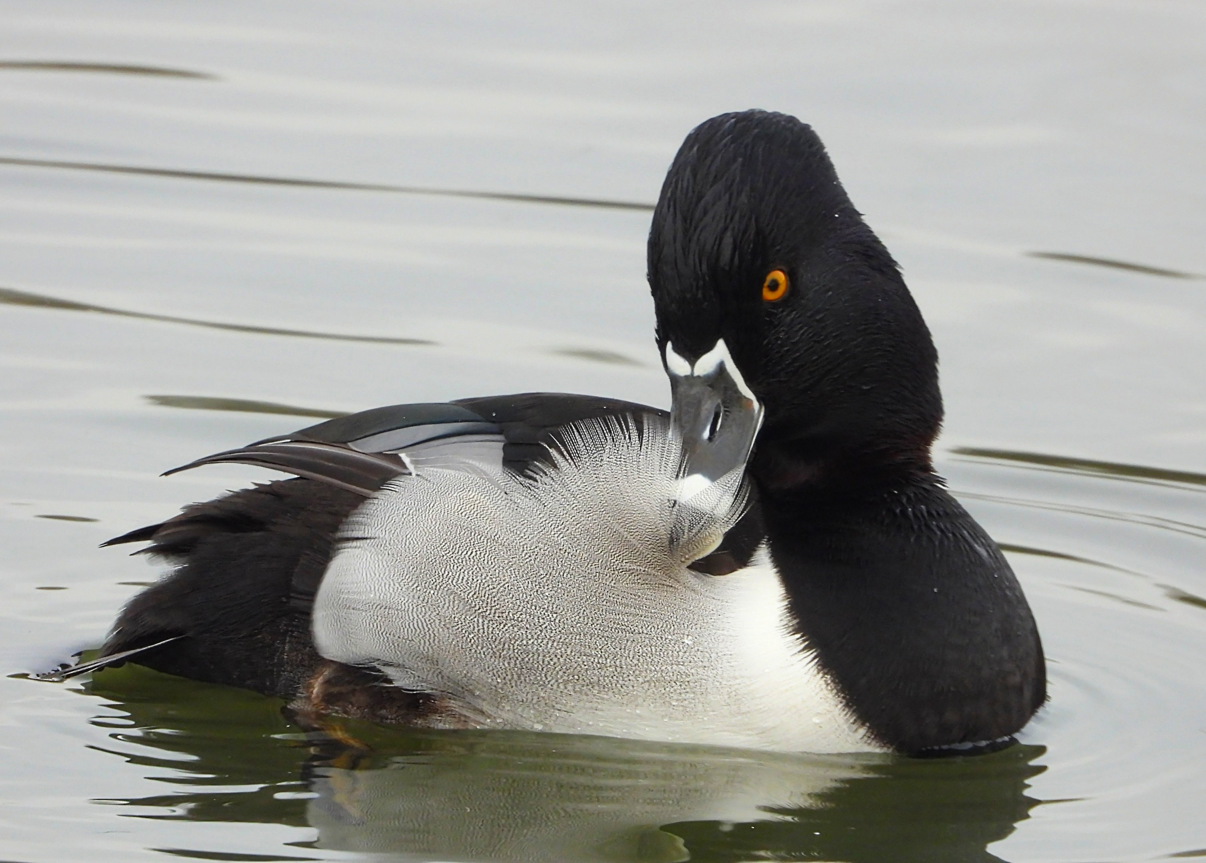 Ring-necked Duck