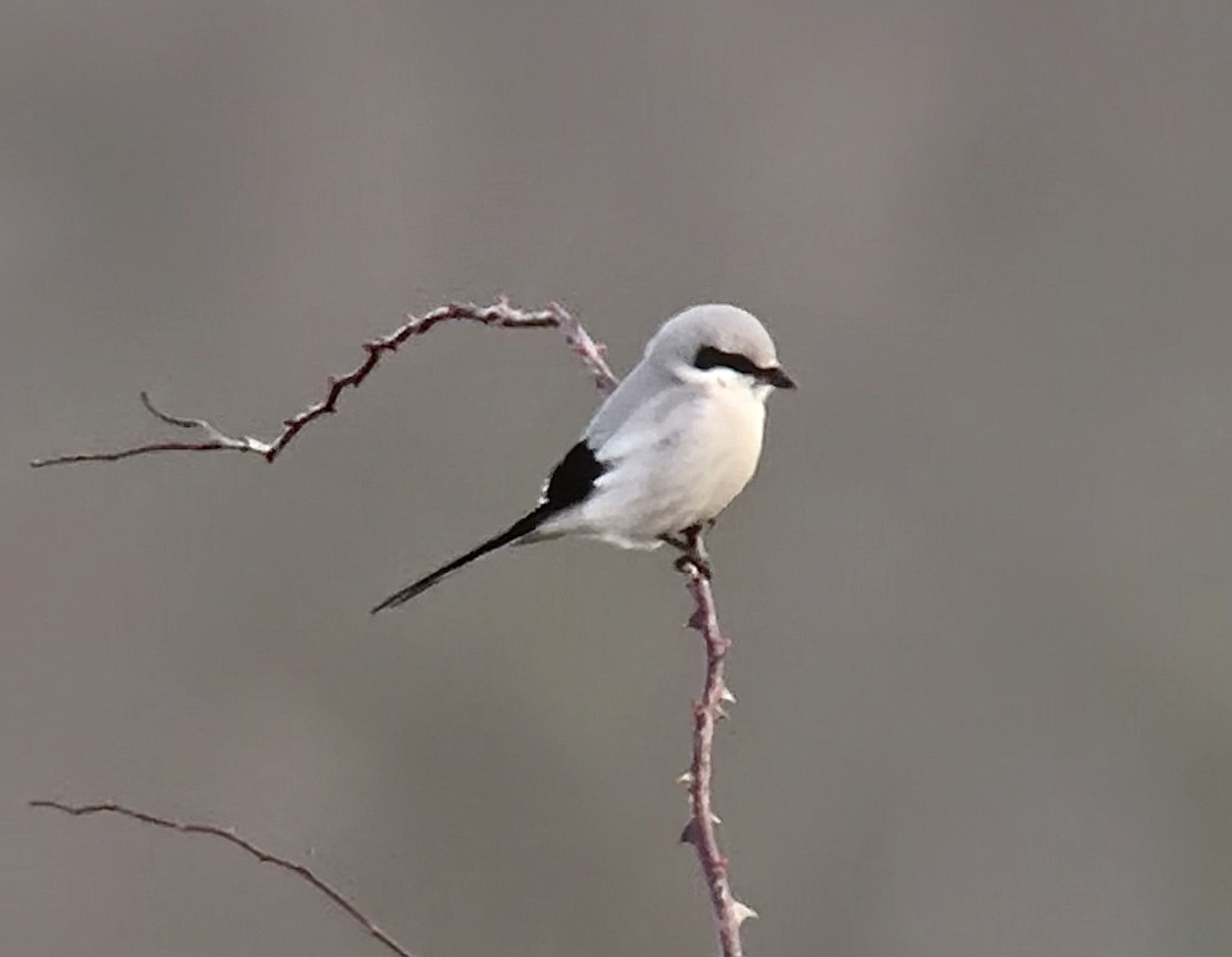 Great Grey Shrike