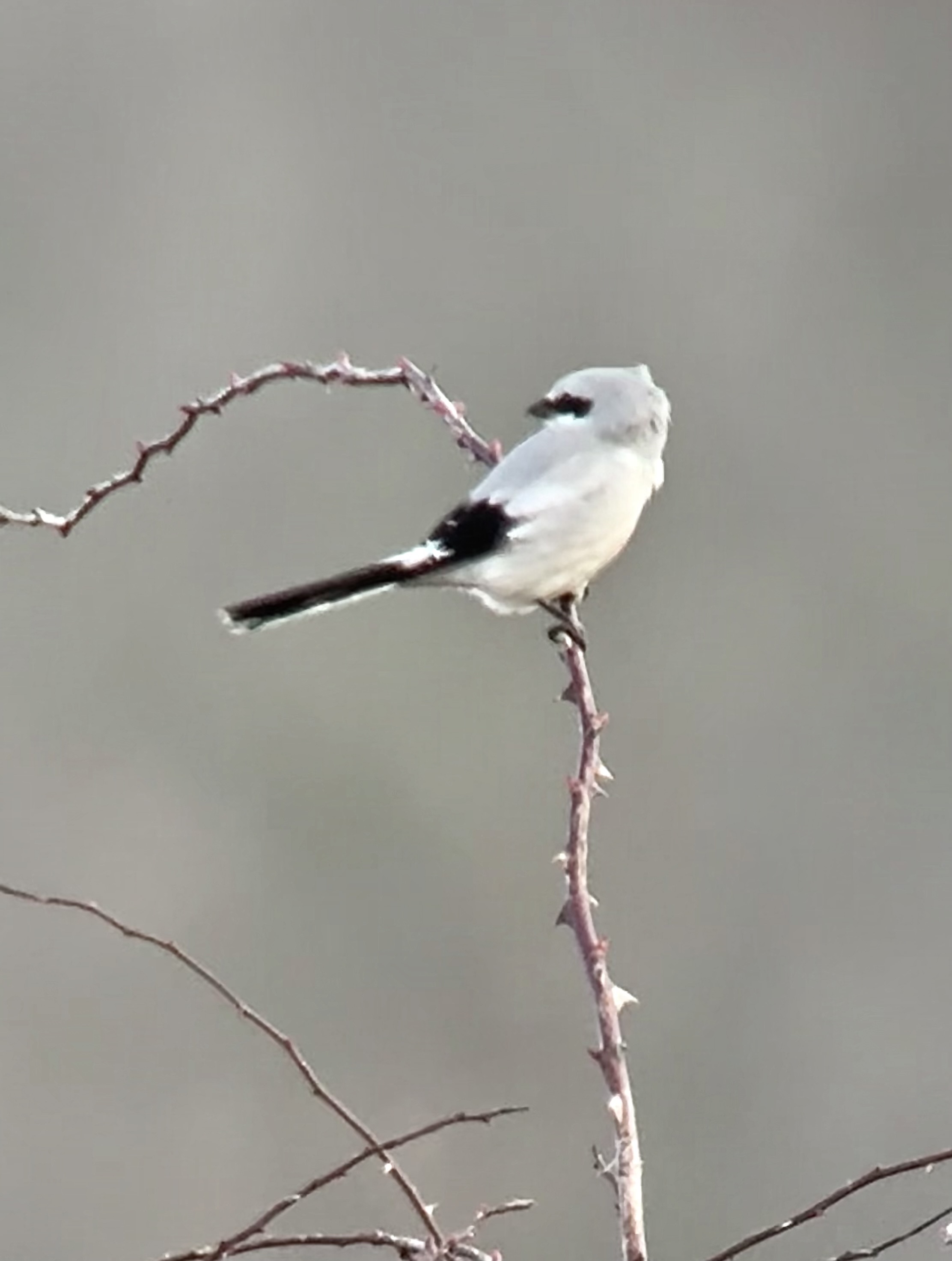 Great Grey Shrike