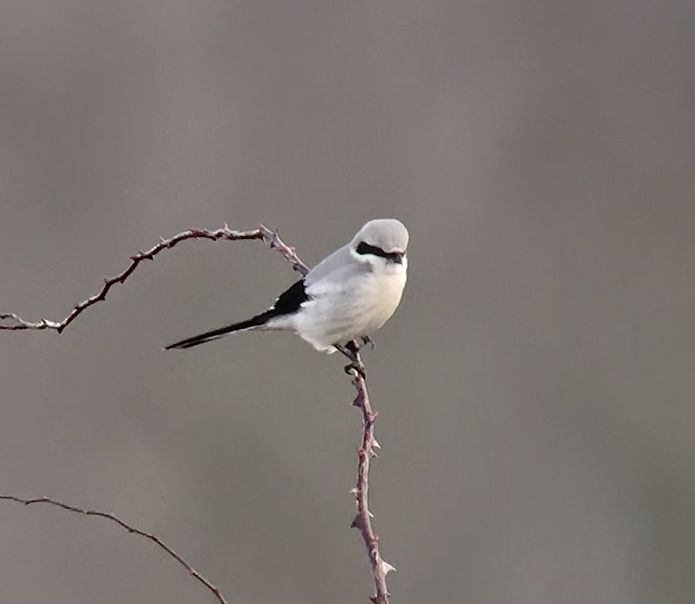 Great Grey Shrike