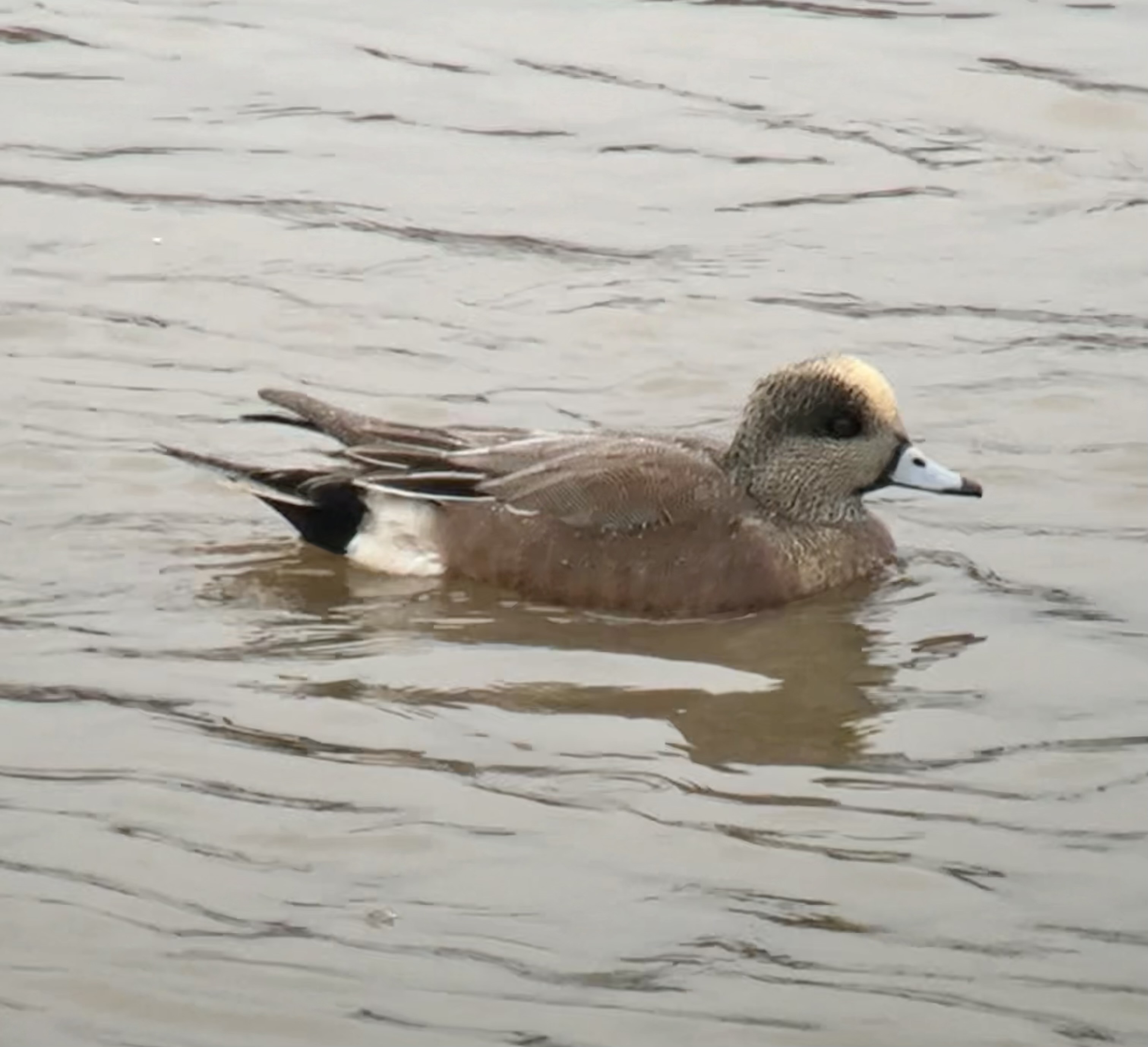 American Wigeon