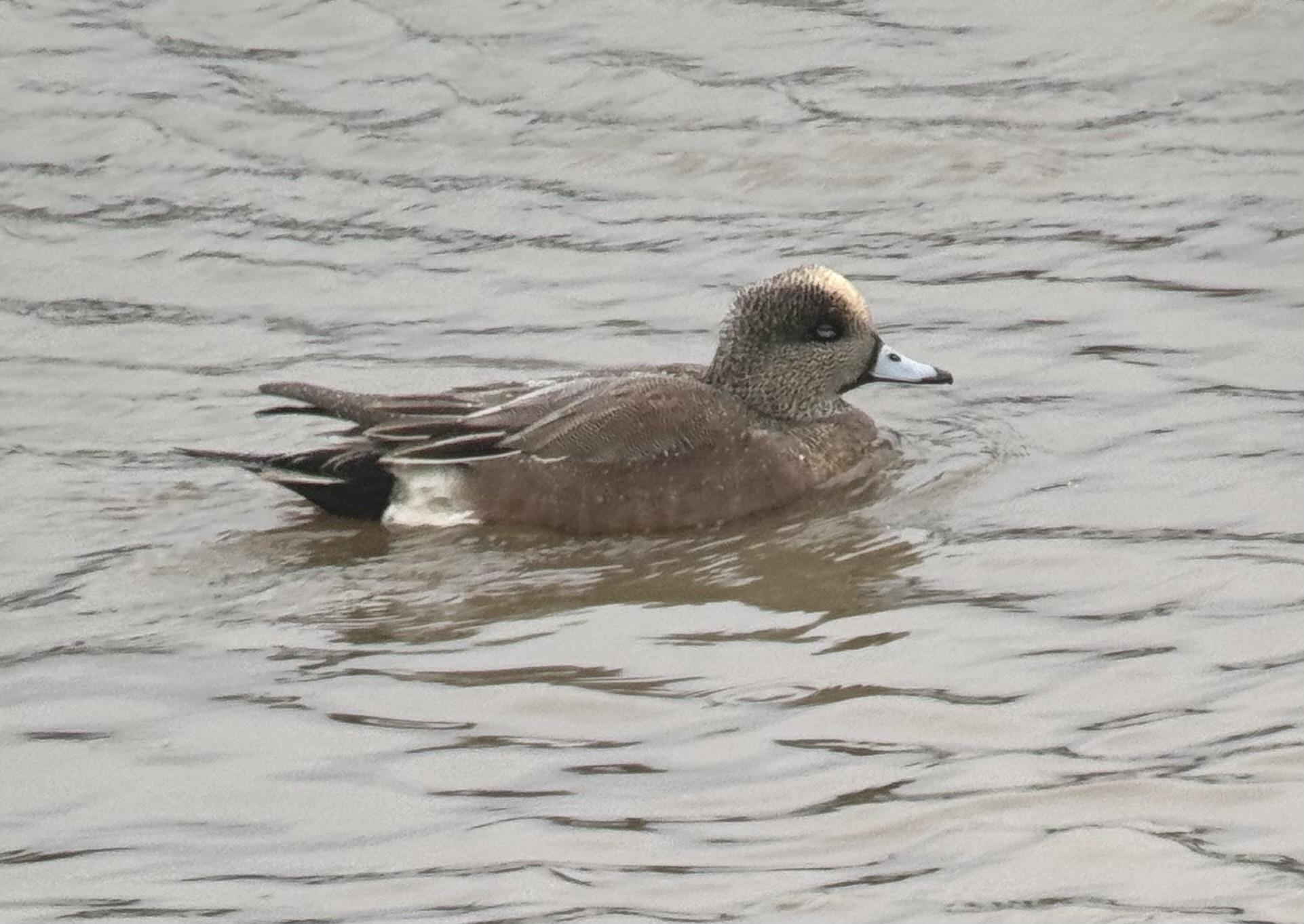 American Wigeon