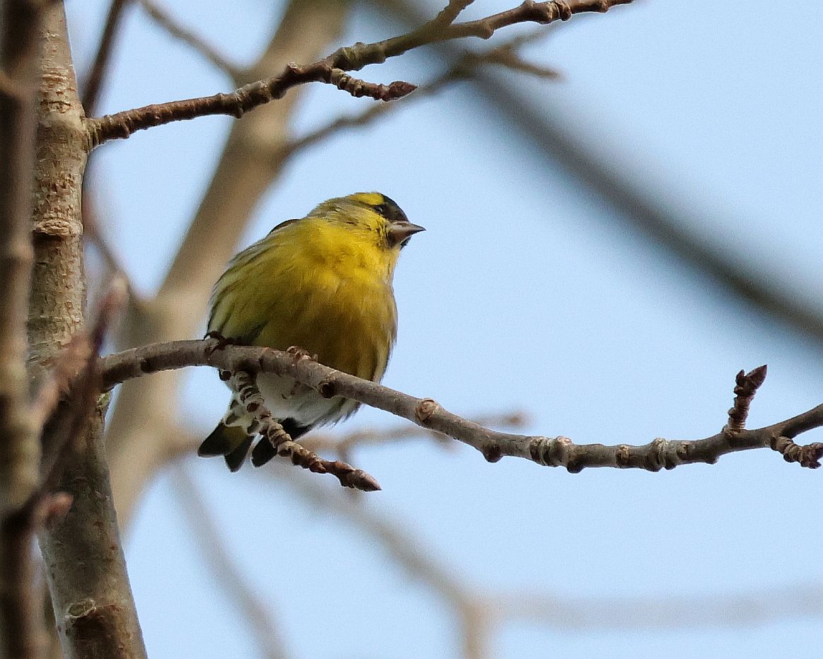 Siskin