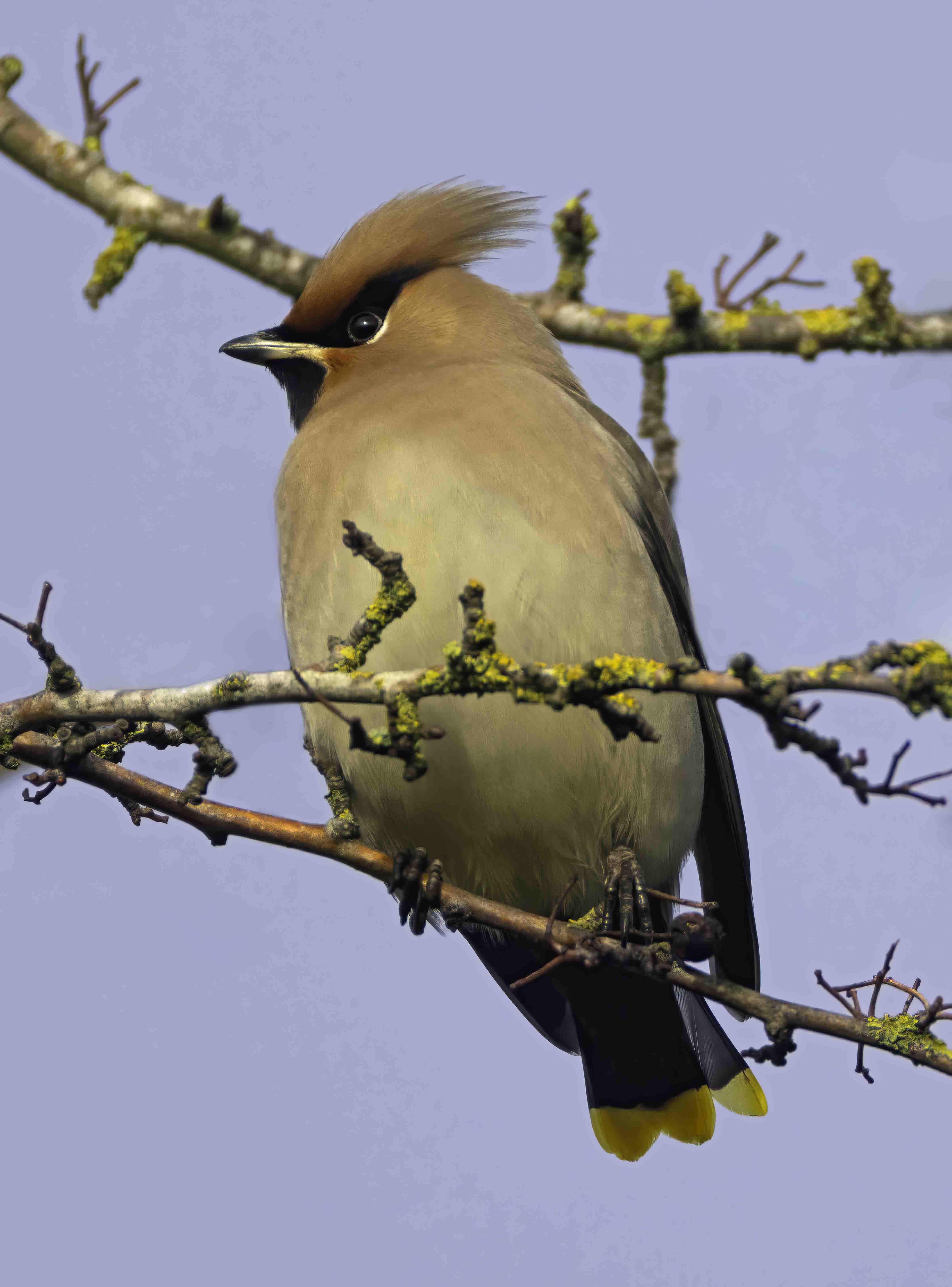 Waxwing
