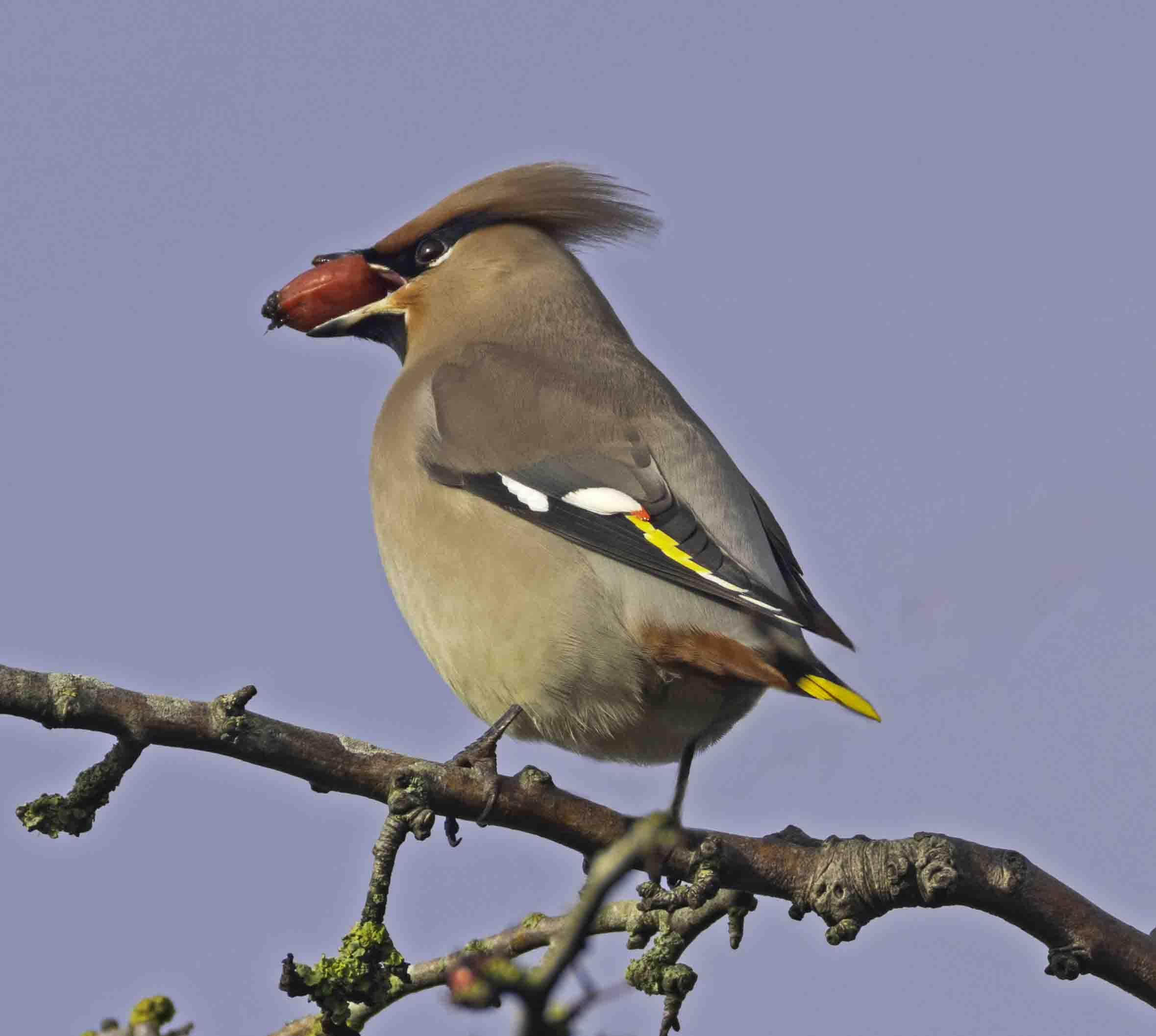 Waxwing