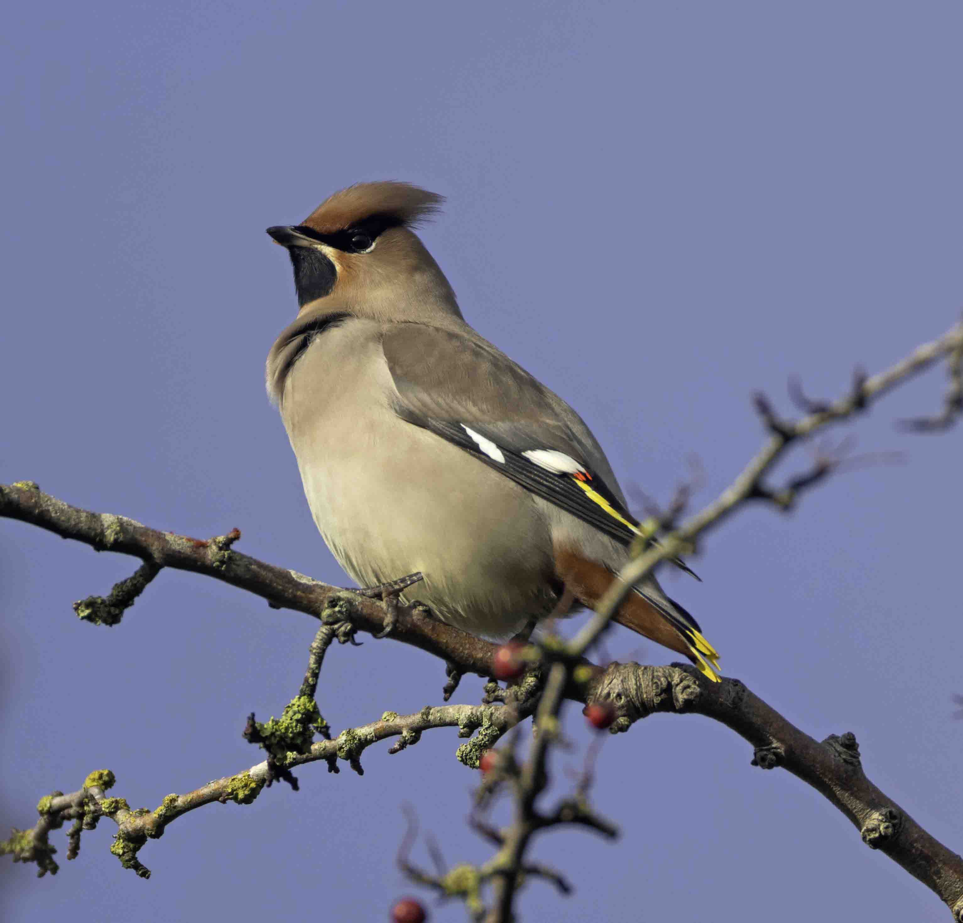 Waxwing
