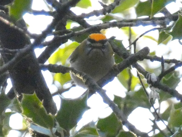 Firecrest