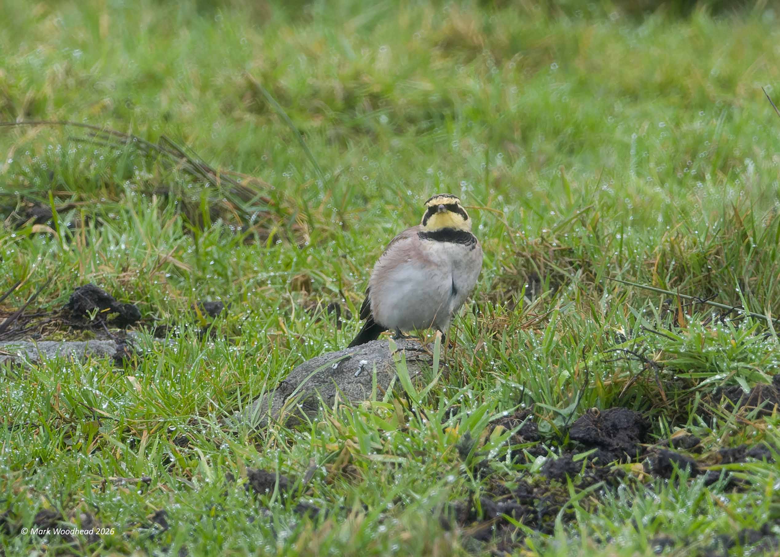 Shorelark