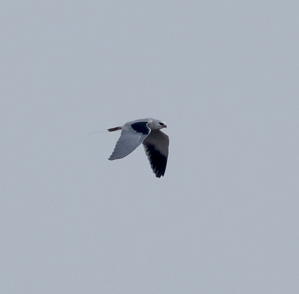 Black-winged Kite