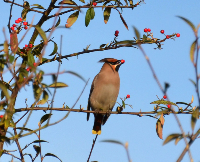 Waxwing