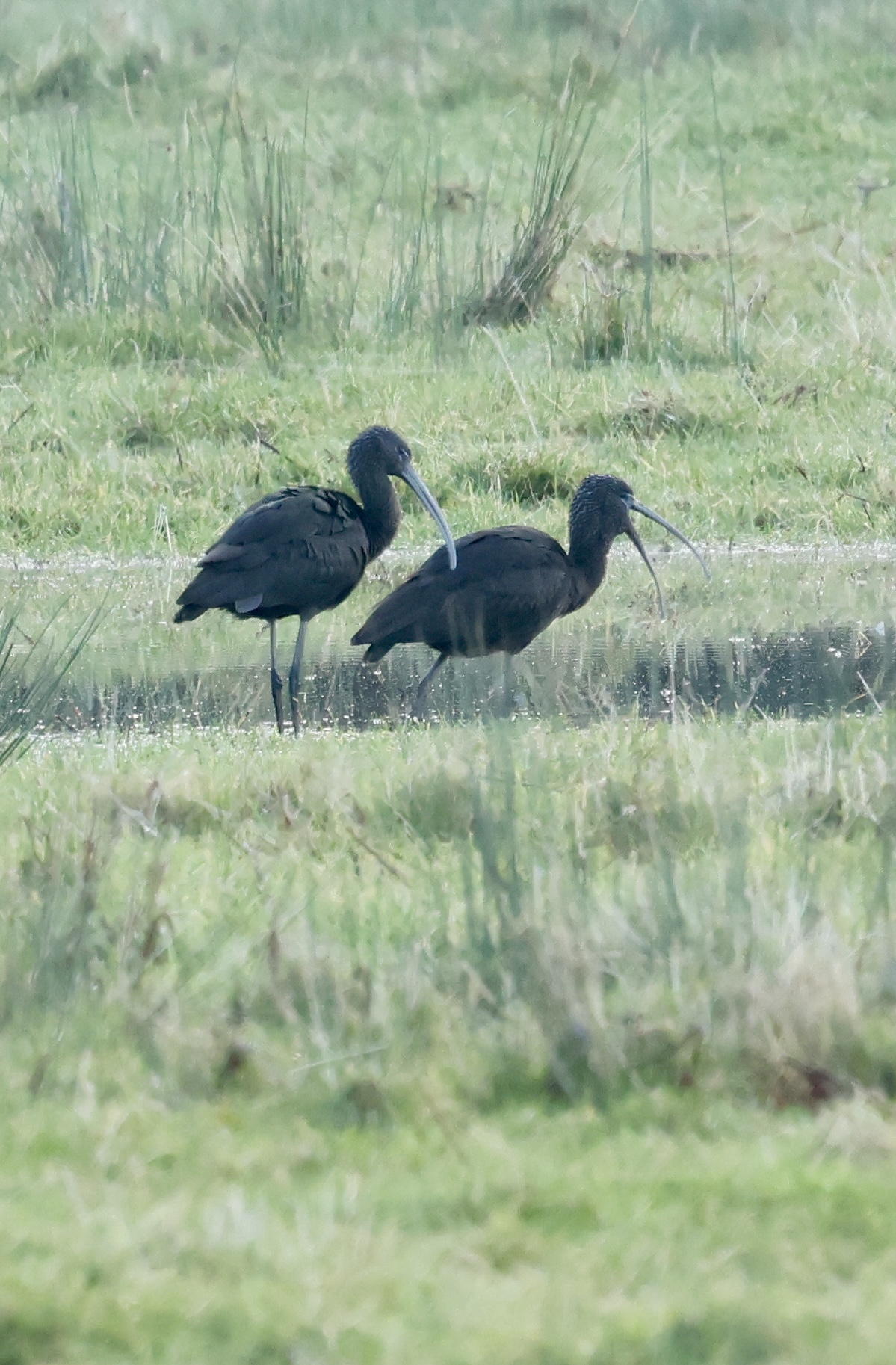 Glossy Ibis