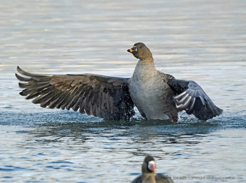 Tundra Bean Goose