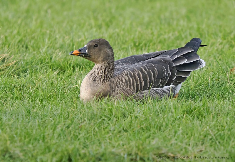 Tundra Bean Goose
