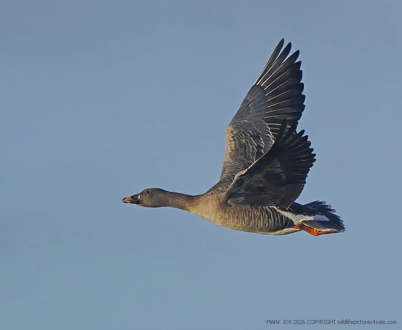 Tundra Bean Goose