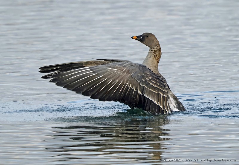 Tundra Bean Goose