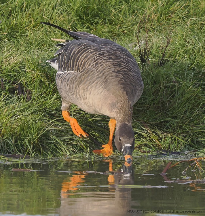 Tundra Bean Goose
