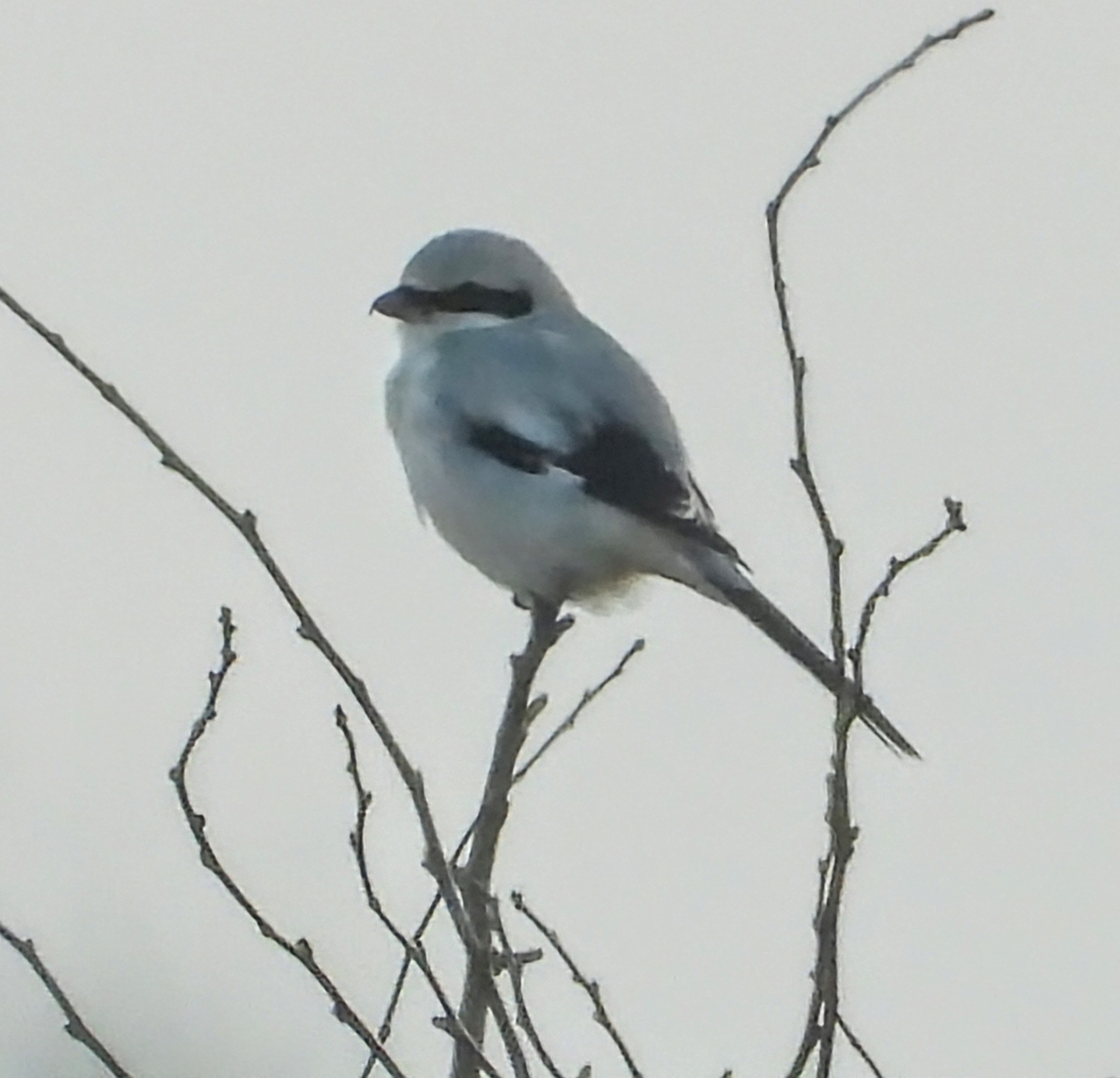 Great Grey Shrike