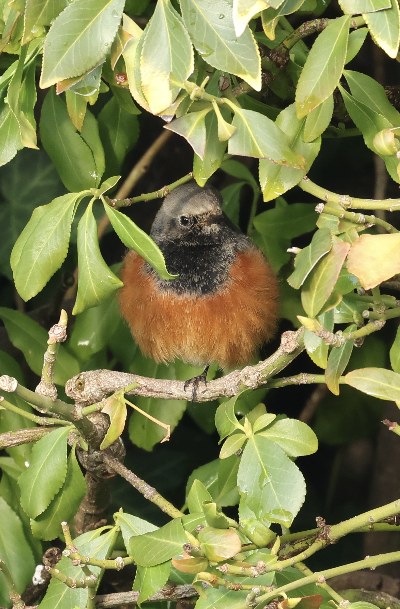 Eastern Black Redstart