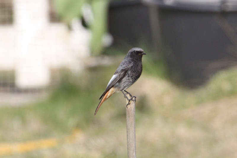 Black Redstart