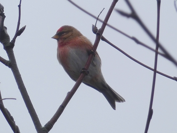 Redpoll
