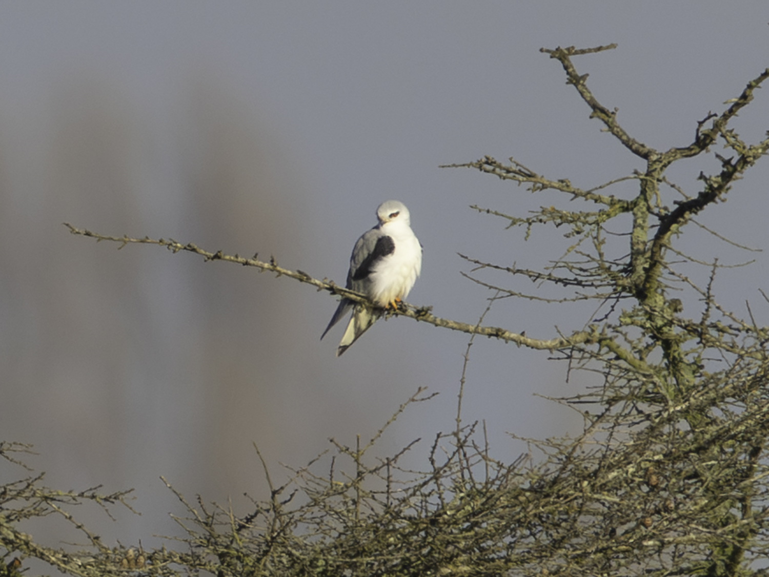 Black-winged Kite