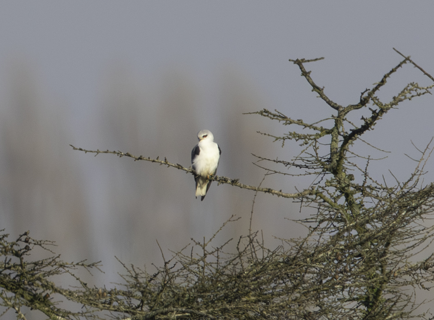 Black-winged Kite