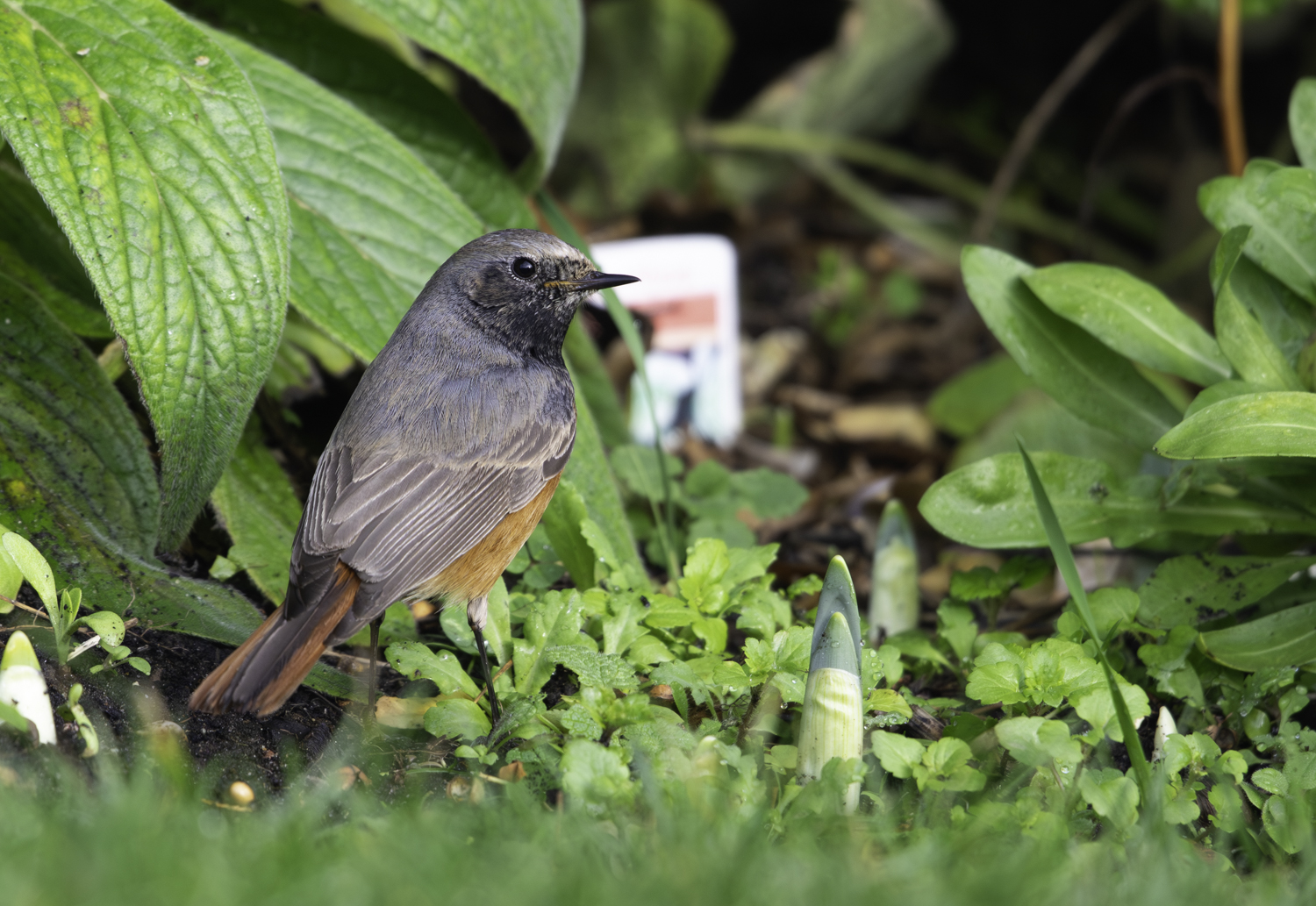 Eastern Black Redstart