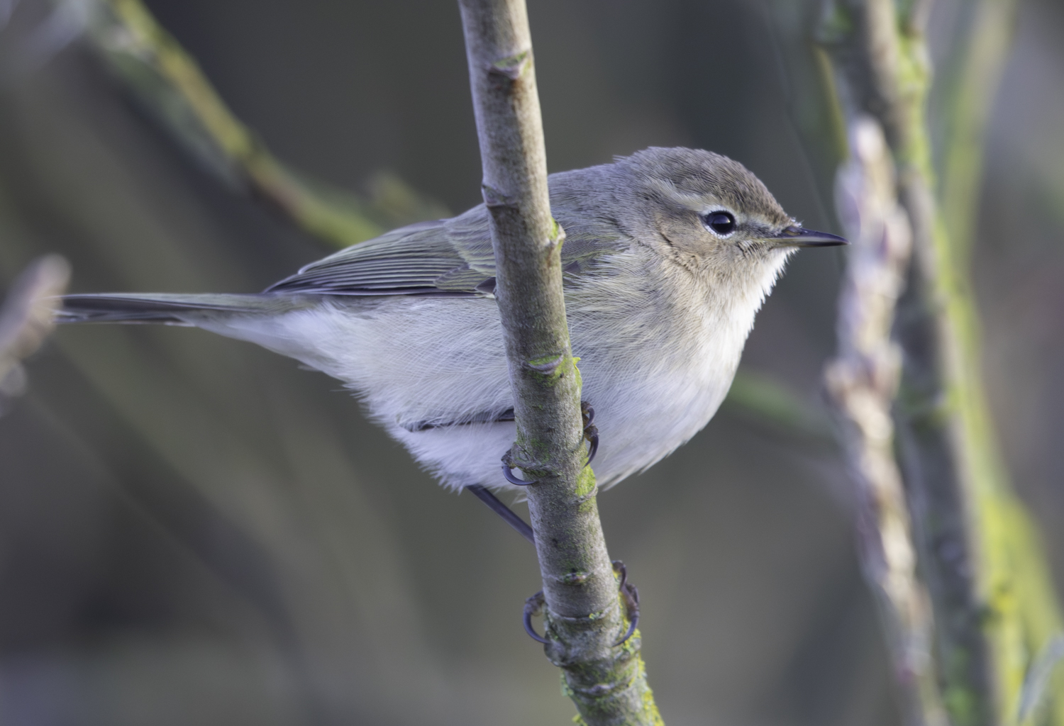 Siberian Chiffchaff