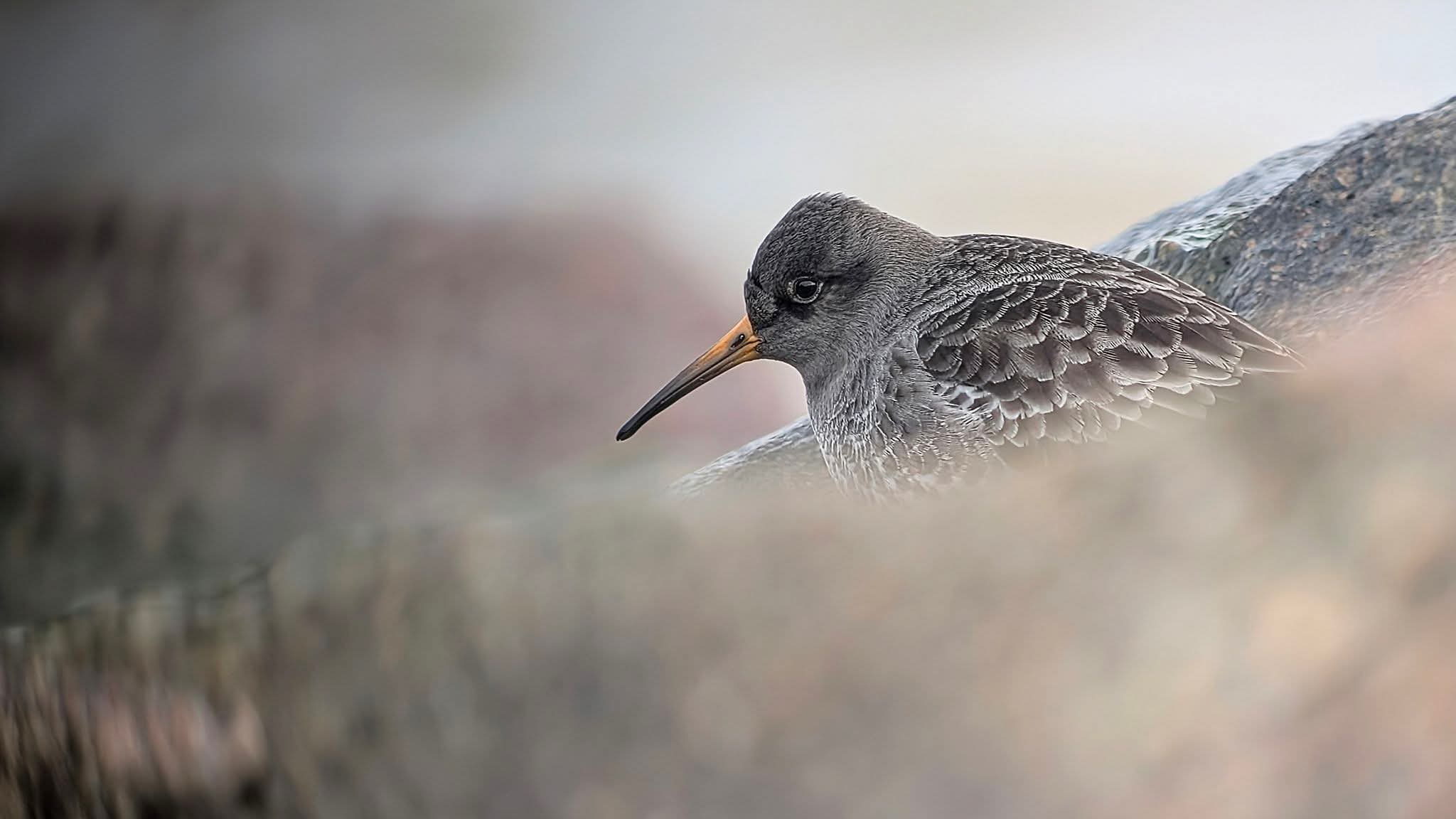 Purple Sandpiper