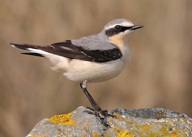 Wheatear