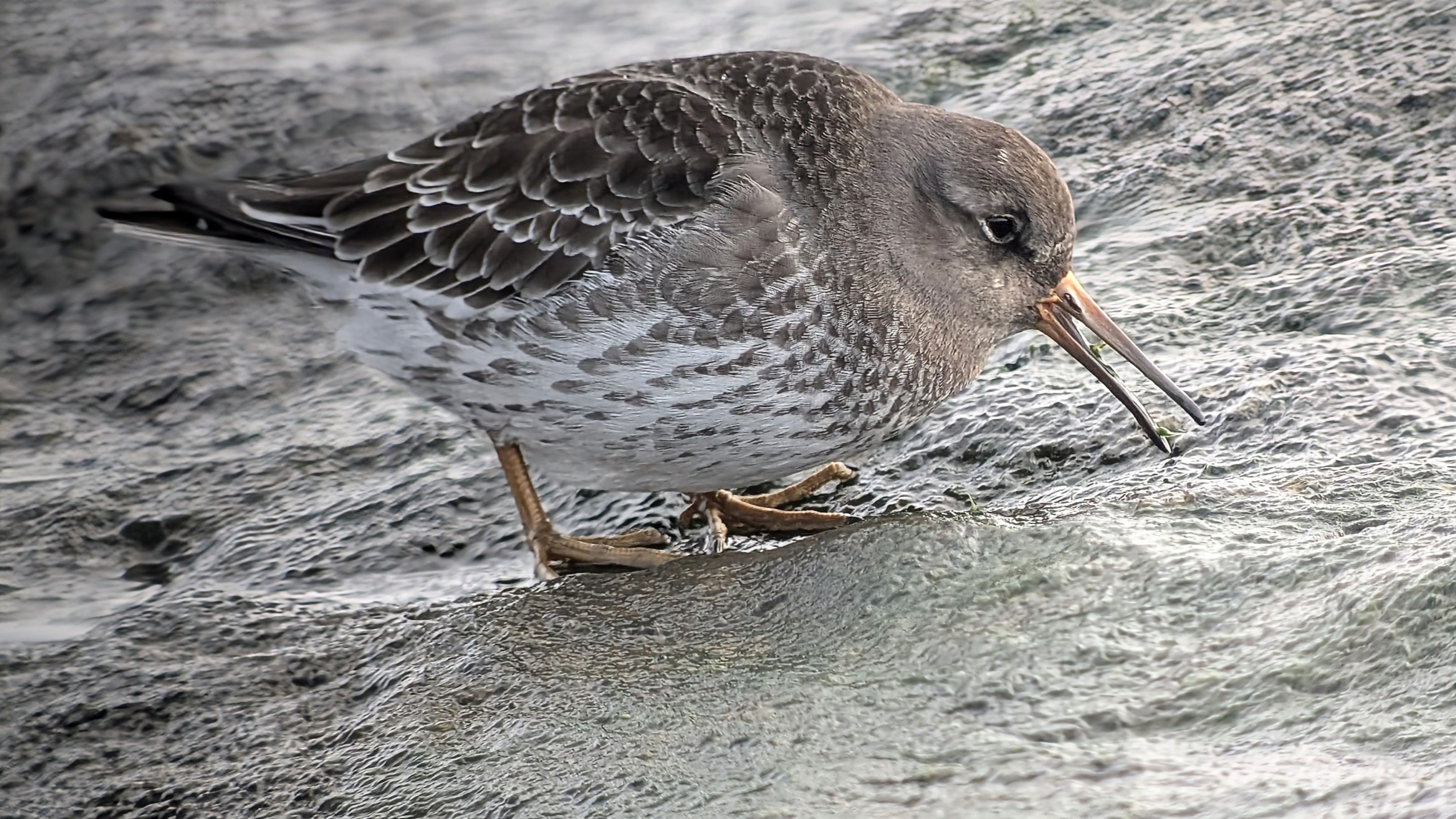 Purple Sandpiper
