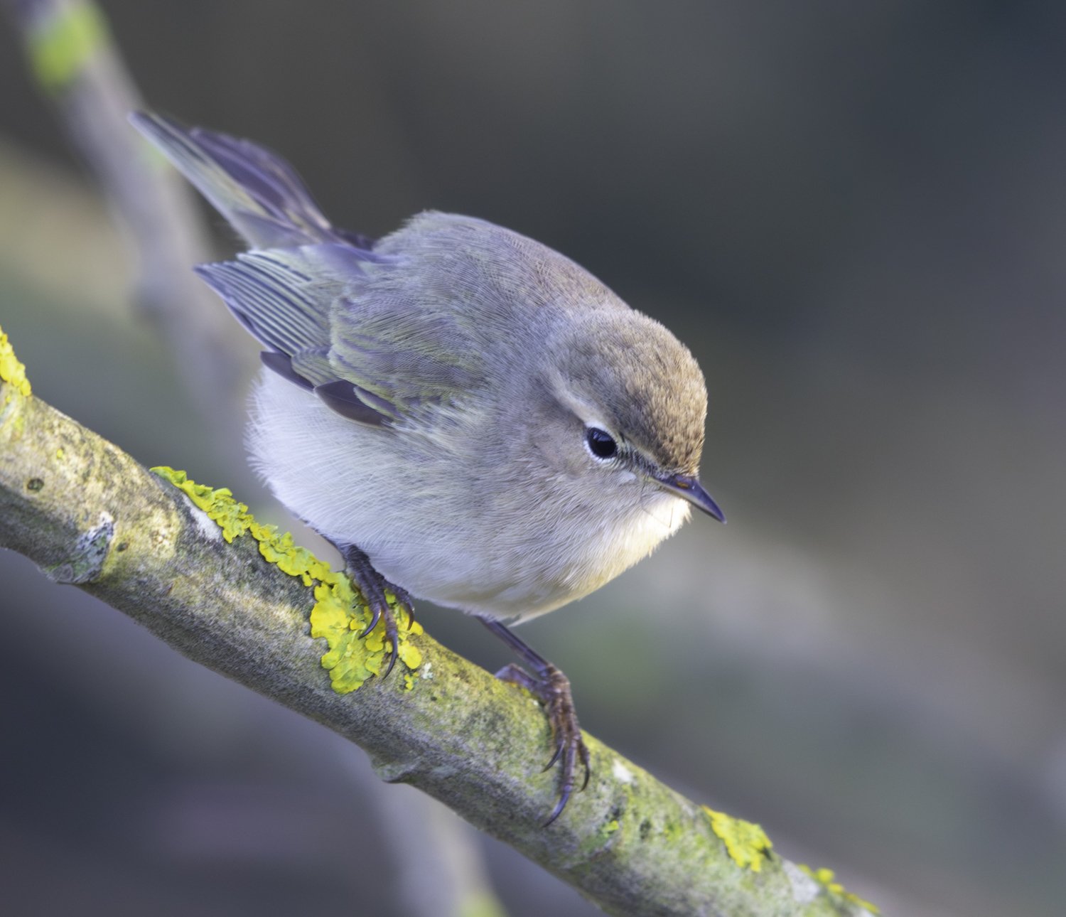 Siberian Chiffchaff