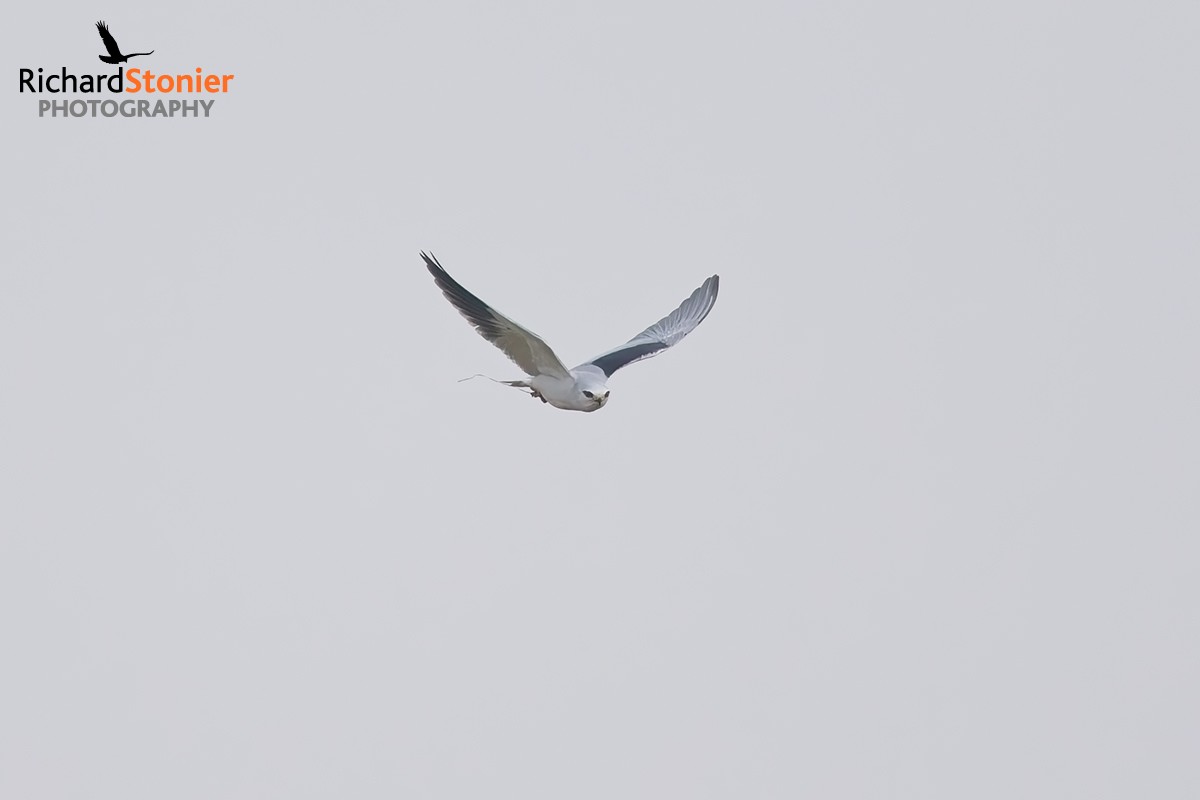 Black-winged Kite