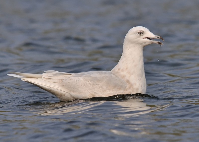 Iceland Gull