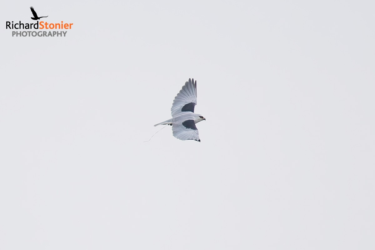 Black-winged Kite