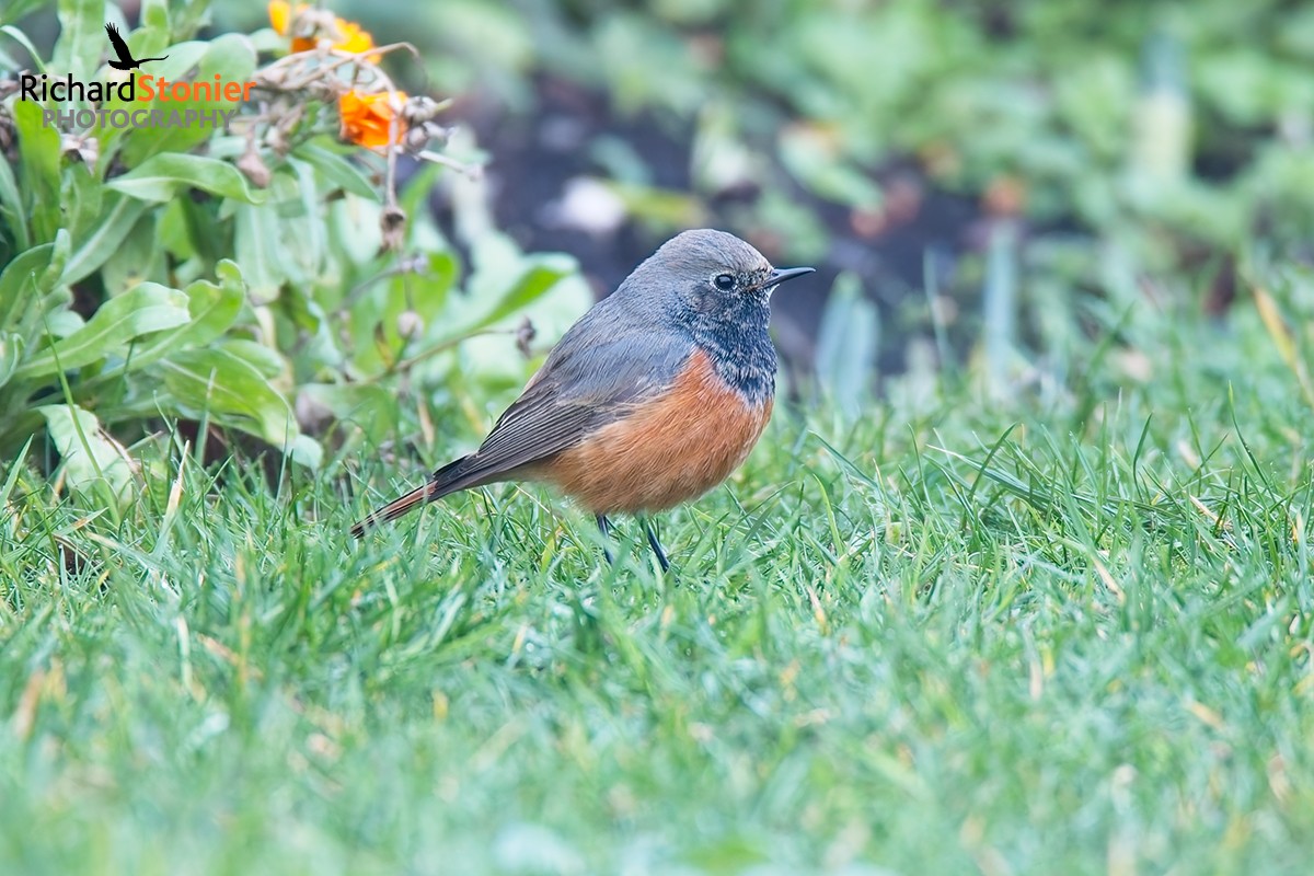 Eastern Black Redstart